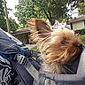 Missy is registered to the contest to win money with this photo: dog, small_dog, fluffy, outdoor, backpack, carrier, fur, pet, suburban, trees, house, grass, daytime, canine, animal, portrait, curious, side_view, nature, sunlight