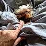 Missy joined the competition — help win amazing prizes! dog, puppy, paw, finger, blanket, bed, cozy, fur, sleepy, resting, hand, soft, cute, comfort, indoor, pet, animal, small, relaxed, warm