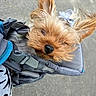 dog, small_dog, puppy, fur, bow, carrier, outdoor, pet, cute, sleepy, close_up, face, ears, animal, walking, gray_background, canine, adorable, fluffy, pet_accessory
