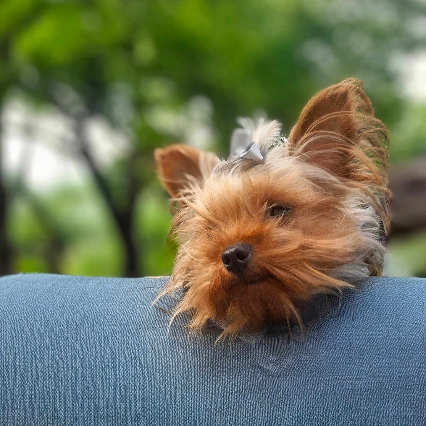 Missy