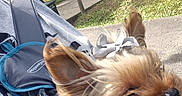 Missy is registered to the contest to win money with this photo: baby_carrier, bow, close_up, clothing, daytime, dog, fur, grass, house, outdoor, person, pet, pickup_truck, sidewalk, small_dog, strap, suburban, sunlight, tree, yard