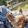 dog, small_dog, pet, close_up, baby_carrier, bow, fur, outdoor, suburban, house, yard, tree, grass, sunlight, sidewalk, pickup_truck, person, clothing, strap, daytime