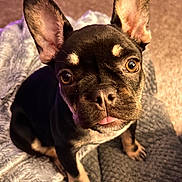 Shilo joined the competition — help win amazing prizes! dog, puppy, french_bulldog, pet, close_up, portrait, ears_up, brown_eyes, tongue_out, cute, indoor, blanket, carpet, fur, snout, paw, whiskers, companion, looking_up, soft_lighting