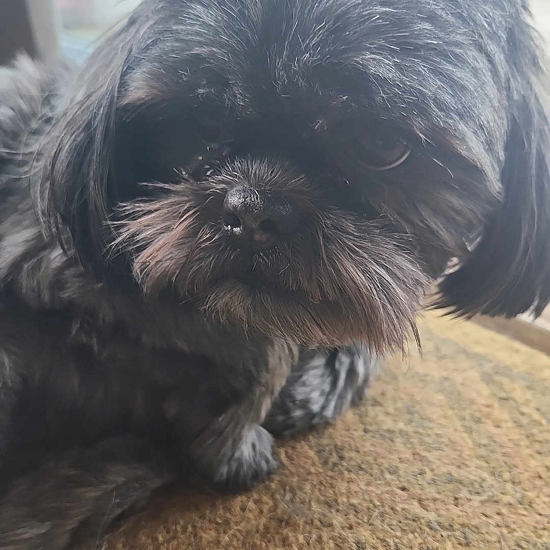 Macie