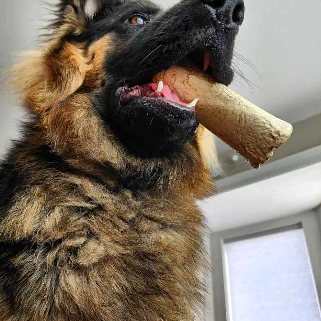 Rugar is registered to the contest to win money with this photo: animal, bodypart, bread, canine, cream, dessert, dog, food, germanshepherd, icecream, mouth, person, pet, policedog, puppy, racket, snout, sport, teeth, tennis