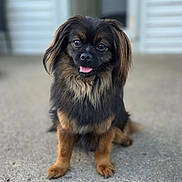 Gilly is registered to the contest to win money with this photo: animal, black_and_brown, blurred_background, closeup, concrete, cute, dog, ears, eyes, friendly, fur, happy, house, nose, outdoor, pet, portrait, sitting, small_dog, tongue_out