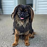 animal, black_and_brown, blurred_background, closeup, concrete, cute, dog, ears, eyes, friendly, fur, happy, house, nose, outdoor, pet, portrait, sitting, small_dog, tongue_out
