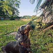 Milo participe au concours pour gagner de l'argent avec cette photo : animal, backyard, closeup, collar, curious, dachshund, daytime, dog, exploration, grass, greenery, nature, outdoor, peacock_feather, pet, playful, puppy, sky, sunlight, tree