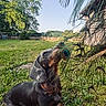animal, backyard, closeup, collar, curious, dachshund, daytime, dog, exploration, grass, greenery, nature, outdoor, peacock_feather, pet, playful, puppy, sky, sunlight, tree