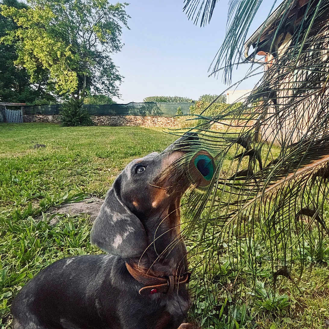 Milo