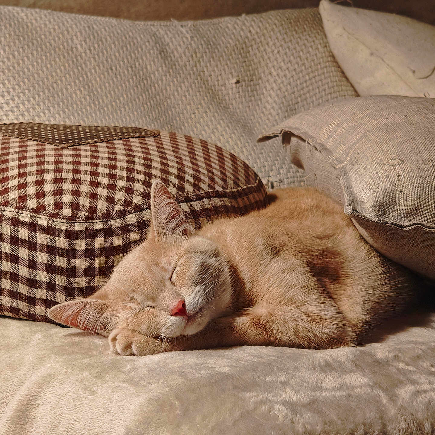 Tigroune a rejoint le concours — aidez-le/la à gagner de superbes lots ! animal, blanket, cat, comfort, cozy, cute, domestic, feline, fur, ginger_cat, home, indoor, nap, peaceful, pet, pillow, relaxation, resting, sleeping, soft