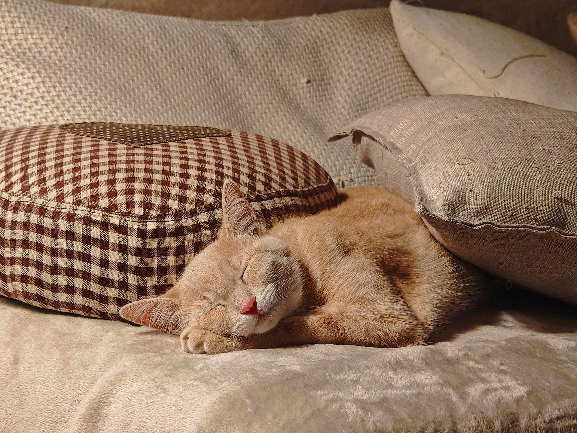 Tigroune a rejoint le concours — aidez-le/la à gagner de superbes lots ! cat, sleeping, ginger_cat, pillow, blanket, cozy, resting, indoor, pet, feline, cute, relaxation, soft, comfort, home, fur, animal, peaceful, nap, domestic