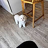 Olivia is registered to the contest to win money with this photo: dog, small_dog, white_fur, fluffy, curly_fur, standing, indoors, wood_floor, wooden_chair, furniture, home, room, pet, animal, looking_at_camera, portrait, bright_lighting, flooring, white_dog, cute