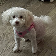 Olivia joined the competition — help win amazing prizes! dog, puppy, white_dog, fluffy, curly_fur, pink_harness, pet, canine, standing, indoors, wooden_floor, curtain, brown_floor, portrait, looking_at_camera, dark_eyes, black_nose, small_dog, companion_animal, cute
