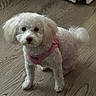 dog, puppy, white_dog, fluffy, curly_fur, pink_harness, pet, canine, standing, indoors, wooden_floor, curtain, brown_floor, portrait, looking_at_camera, dark_eyes, black_nose, small_dog, companion_animal, cute