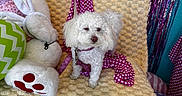 Olivia joined the competition — help win amazing prizes! dog, puppy, white_dog, fluffy, curly_fur, pet, animal, sitting, portrait, indoors, blanket, couch, stuffed_animal, rabbit, bunny, easter_eggs, colorful, polka_dots, bow_tie, decorations