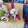 dog, puppy, white_dog, fluffy, curly_fur, pet, animal, sitting, portrait, indoors, blanket, couch, stuffed_animal, rabbit, bunny, easter_eggs, colorful, polka_dots, bow_tie, decorations