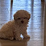 Olivia is registered to the contest to win money with this photo: puppy, dog, small_dog, fluffy, curly_fur, cream_colored, sitting, indoors, wood_floor, floor, reflection, hallway, home, portrait, pet, cute, looking_at_camera, soft_lighting, window_light, adorable