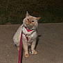 cat, pet, leash, harness, sidewalk, concrete, grass, nighttime, outdoors, orange_cat, fluffy, collar, paws, sitting, looking_up, shadow, portrait, domestic_cat, cute, animal
