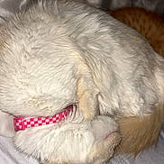 Ruby joined the competition — help win amazing prizes! cat, sleeping_cat, curled_up, white_fur, orange_tabby, pink_collar, pet, bedding, blanket, indoor, cozy, nap, whiskers, ear, close_up, fur_texture, domestic_cat, soft_lighting, bedroom, relaxing