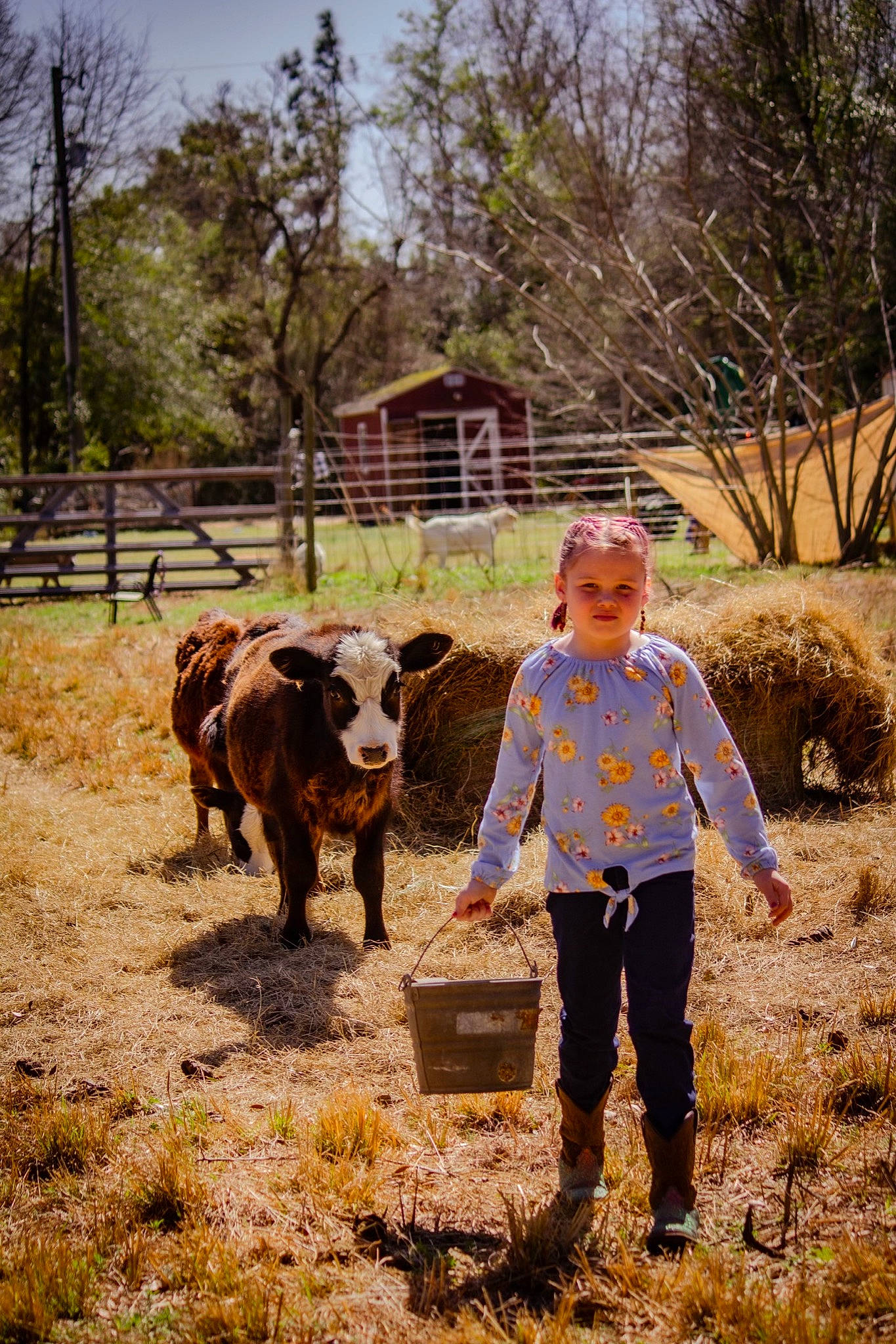 Maggie joined the competition — help win amazing prizes! agriculture, dairy_cow, fawn, field, grass, grassland, grazing, hat, landscape, livestock, pasture, people_in_nature, person, plant, recreation, rural_area, sky, soil, terrestrial_animal, tree