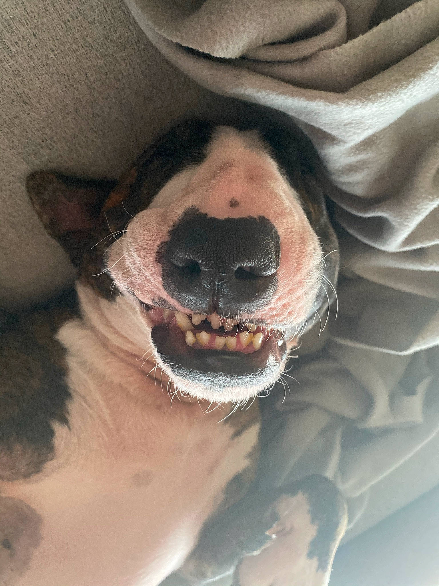 Snatch a rejoint le concours — aidez-le/la à gagner de superbes lots ! carnivore, companion_dog, dog, dog_breed, ear, eye, eyewear, fang, fawn, goggles, head, human_body, jaw, leg, nose, snout, sunglasses, whiskers, working_animal, yawn