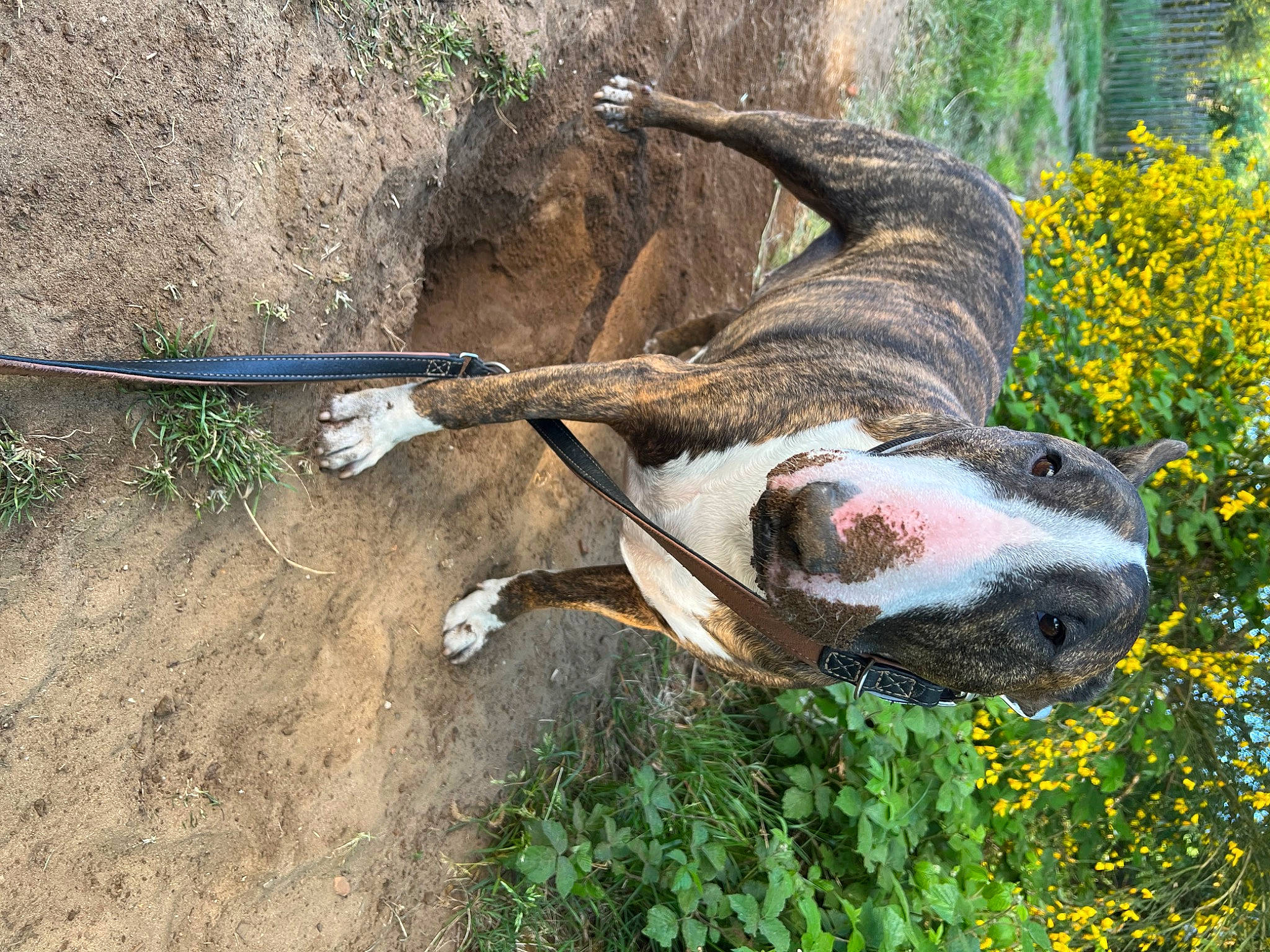 Snatch participe au concours pour gagner de l'argent avec cette photo : art, canidae, carnivore, companion_dog, dog, dog_breed, fawn, flower, grass, lawn_ornament, plant, sculpture, snout, sporting_group, statue, tail, terrestrial_animal, trunk, wildlife, working_animal