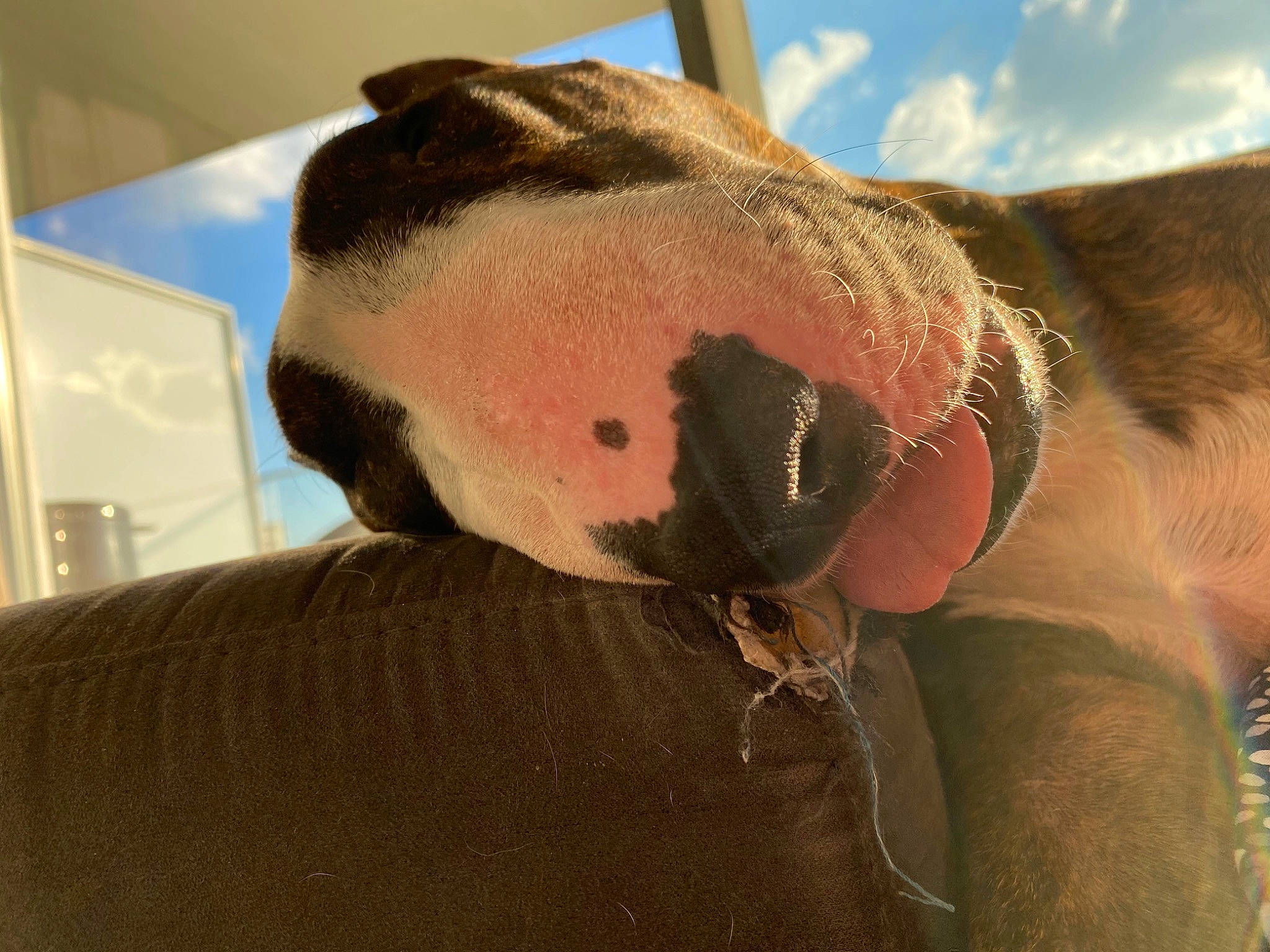 Snatch participe au concours pour gagner de l'argent avec cette photo : carnivore, cloud, collar, comfort, companion_dog, dog, dog_breed, dog_collar, ear, eyewear, fawn, goggles, pet_supply, sky, snout, sporting_group, sunglasses, whiskers, window, working_animal