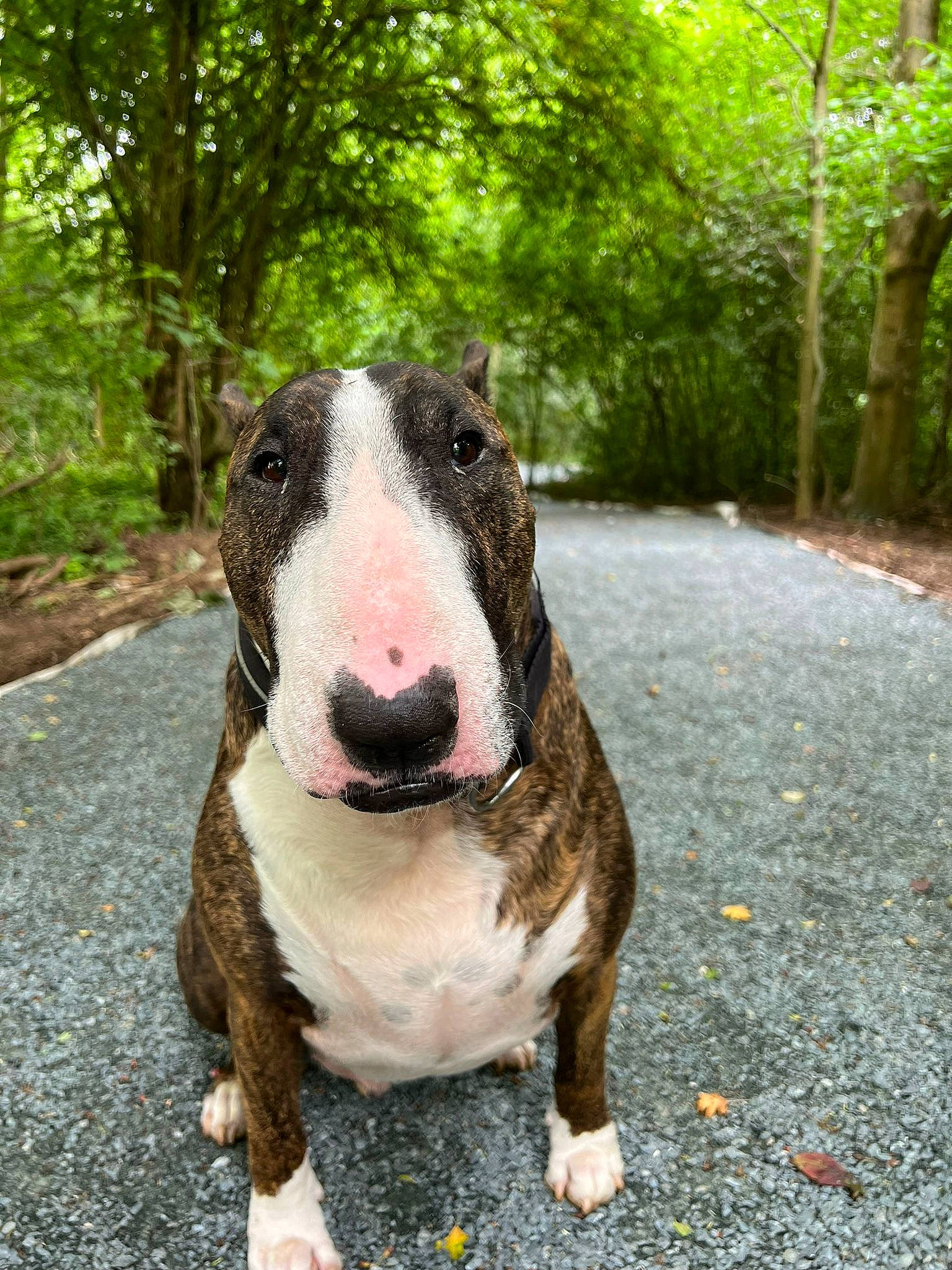 Snatch participe au concours pour gagner de l'argent avec cette photo : art, canidae, carnivore, companion_dog, dog, dog_breed, fawn, fur, grass, molosser, plant, road_surface, snout, sporting_group, statue, terrestrial_animal, toy, tree, working_animal, working_dog