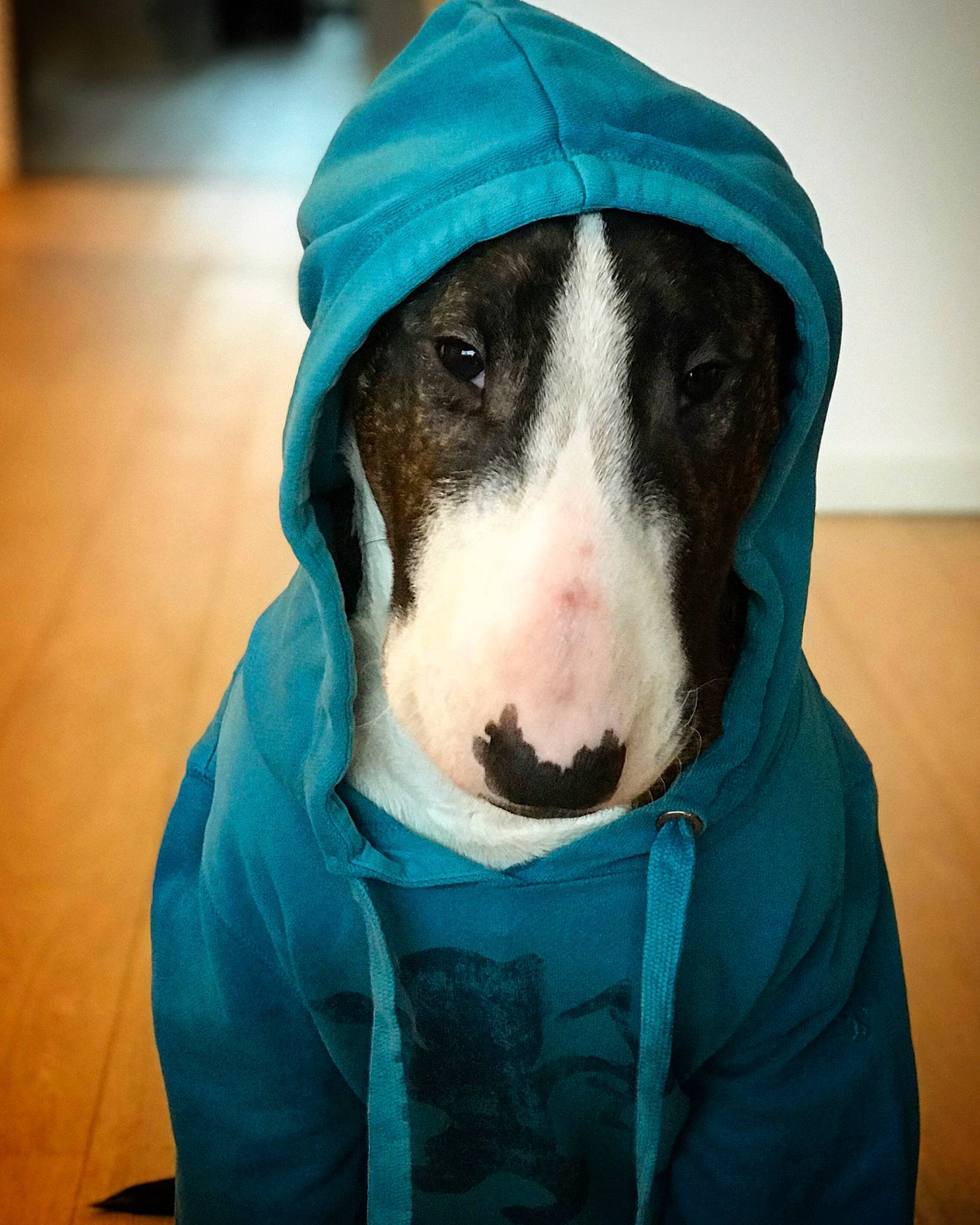 Snatch a rejoint le concours — aidez-le/la à gagner de superbes lots ! baseball_cap, blue, canidae, cap, carnivore, companion_dog, dog, dog_breed, dog_clothes, dog_supply, electric_blue, fur, jaw, personal_protective_equipment, snout, sporting_group, t_shirt, whiskers, winter, working_animal