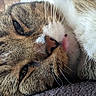 Techno joined the competition — help win amazing prizes! cat, tabby_cat, white_cat, close_up, sleeping, relaxed, pink_nose, whiskers, fur, striped_fur, green_eyes, face, nose, tongue, pet, animal, indoor, carpet, portrait, cute