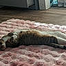 Techno is registered to the contest to win money with this photo: cat, tabby_cat, white_cat, lying_down, belly_up, relaxed, sleepy, indoors, blanket, pink_blanket, bed, floor, wood_floor, shoes, furniture, home, pet, whiskers, striped_fur, animal_portrait