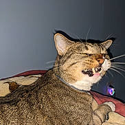 Techno is registered to the contest to win money with this photo: cat, tabby_cat, feline, pet, animal, whiskers, fangs, open_mouth, dramatic_expression, collar, short_hair, striped_fur, brown_fur, white_muzzle, sitting, lying_down, blanket, bedroom, indoor, flash_photography