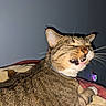 cat, tabby_cat, feline, pet, animal, whiskers, fangs, open_mouth, dramatic_expression, collar, short_hair, striped_fur, brown_fur, white_muzzle, sitting, lying_down, blanket, bedroom, indoor, flash_photography