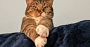 Techno is registered to the contest to win money with this photo: cat, tabby, pet, animal, feline, whiskers, green_eyes, ears, paws, crossed_paws, striped_fur, brown_fur, white_chest, white_paws, portrait, indoor, blanket, sitting, front_view, closeup