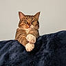 cat, tabby, pet, animal, feline, whiskers, green_eyes, ears, paws, crossed_paws, striped_fur, brown_fur, white_chest, white_paws, portrait, indoor, blanket, sitting, front_view, closeup