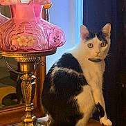 Mousie is registered to the contest to win money with this photo: cat, black_and_white, lamp, vintage, glass, pink, gold, ornate, mirror, curtain, blue, wooden_surface, indoor, pet, animal, sitting, curious, decor, classic, furniture
