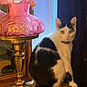 cat, black_and_white, lamp, vintage, glass, pink, gold, ornate, mirror, curtain, blue, wooden_surface, indoor, pet, animal, sitting, curious, decor, classic, furniture