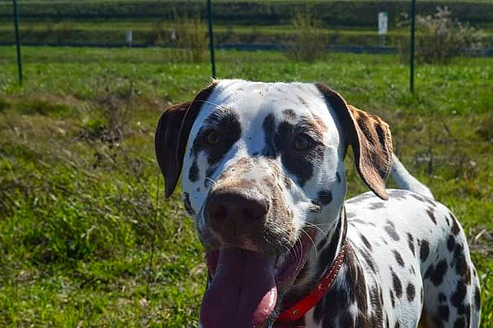 Patch a rejoint le concours — aidez-le/la à gagner de superbes lots ! braque_dauvergne, canidae, carnivore, dalmatian, dog, dog_breed, german_shorthaired_pointer, great_dane, hunting_dog, louisiana_catahoula_leopard_dog, mammal, non_sporting_group, old_danish_pointer, pointer, snout, sporting_group, vertebrate