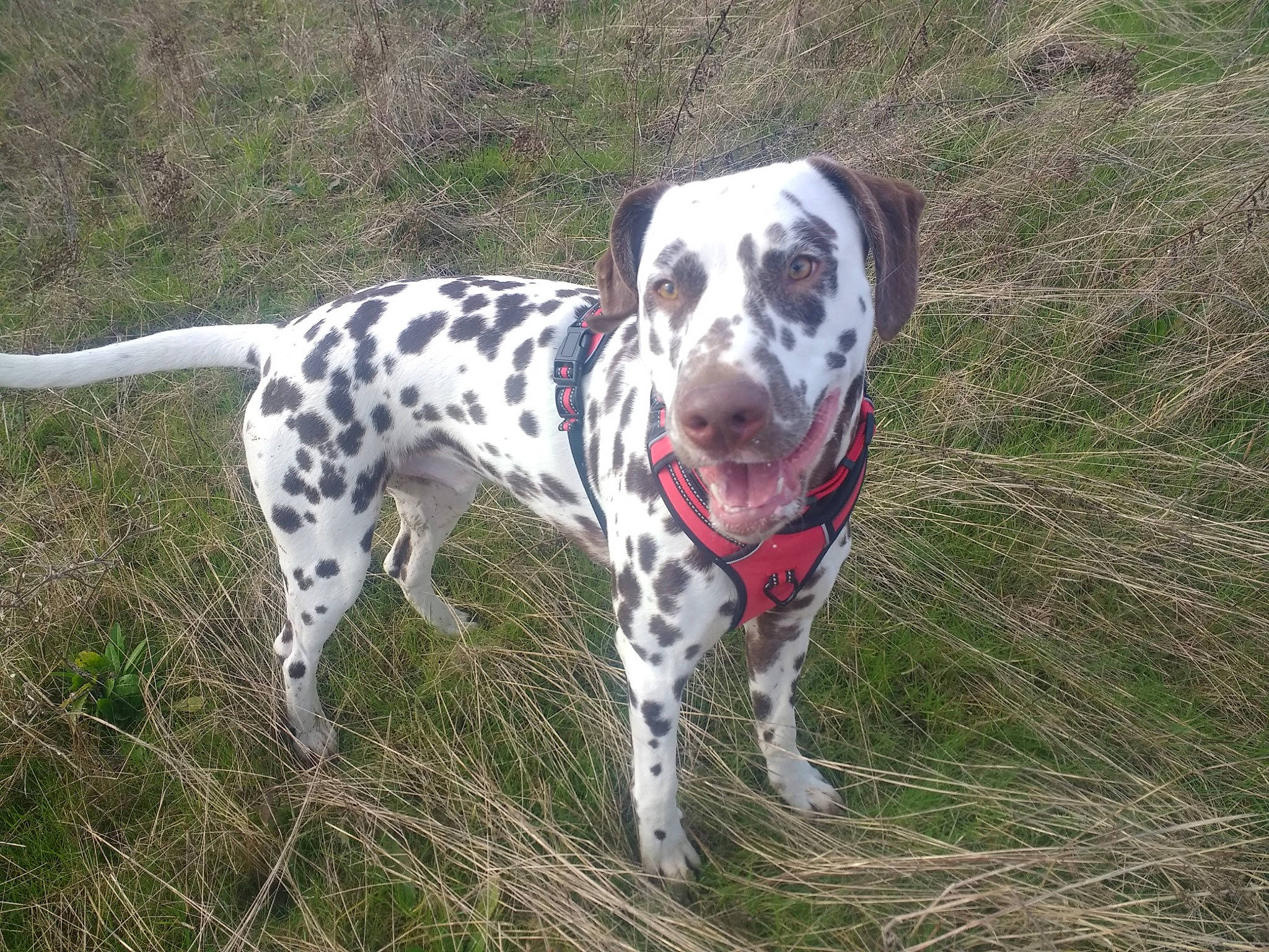 Patch a rejoint le concours — aidez-le/la à gagner de superbes lots ! canidae, carnivore, dalmatian, dog, dog_breed, louisiana_catahoula_leopard_dog, mammal, non_sporting_group, old_danish_pointer, sporting_group, vertebrate