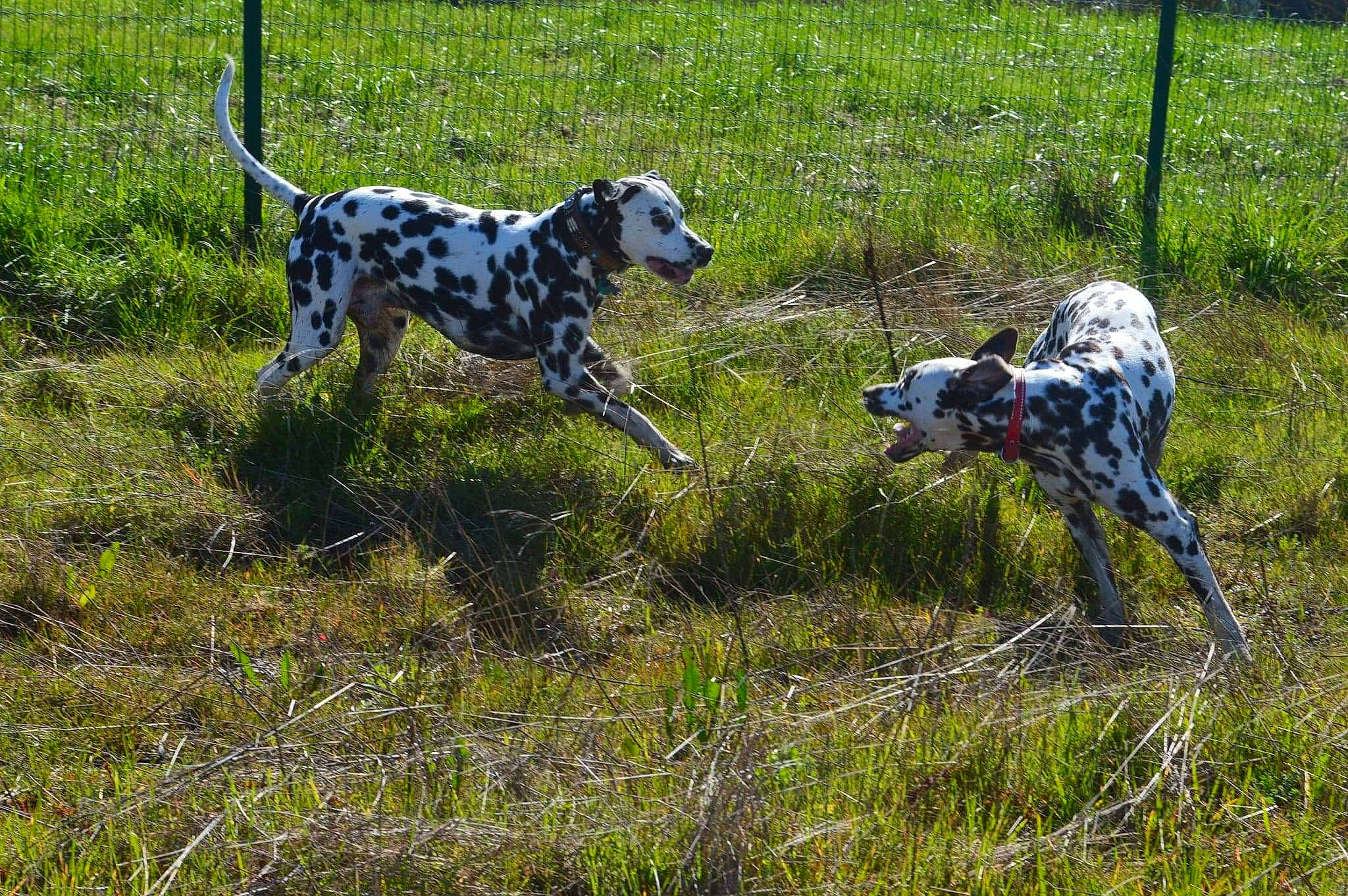 Patch participe au concours pour gagner de l'argent avec cette photo : canidae, carnivore, dalmatian, dog, dog_breed, hunting_dog, mammal, non_sporting_group, pointer, sporting_group, vertebrate