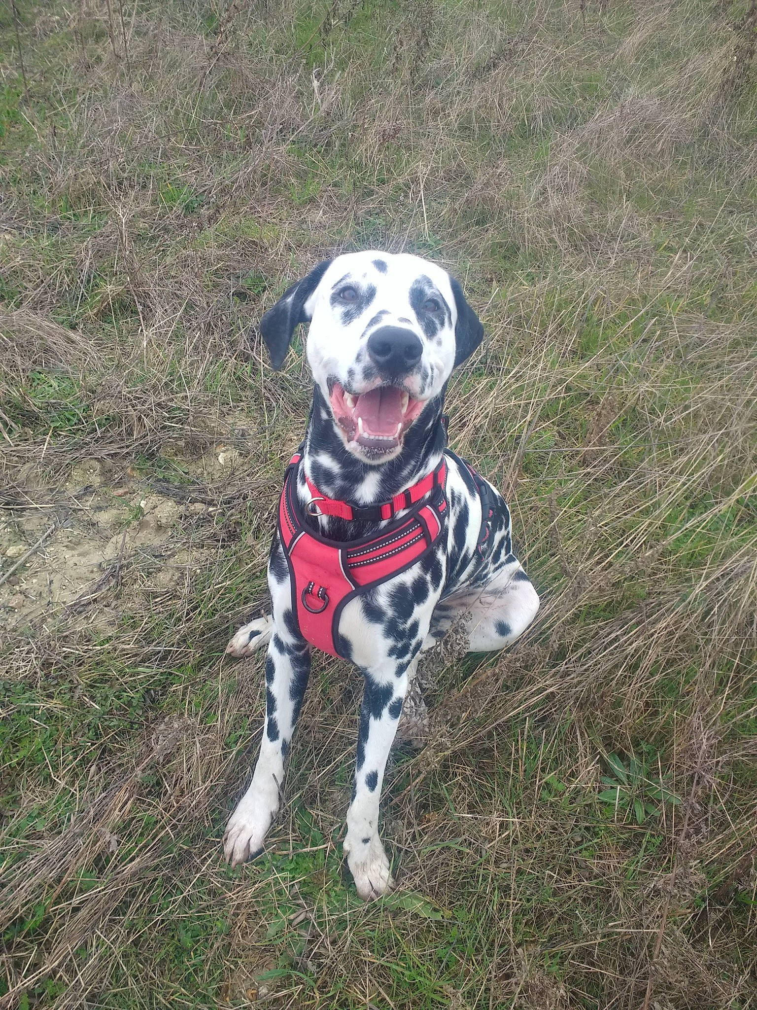 Parkker participe au concours pour gagner de l'argent avec cette photo : adventure, canidae, carnivore, companion_dog, dalmatian, dog, dog_breed, grass, mammal, non_sporting_group, snout, sporting_group