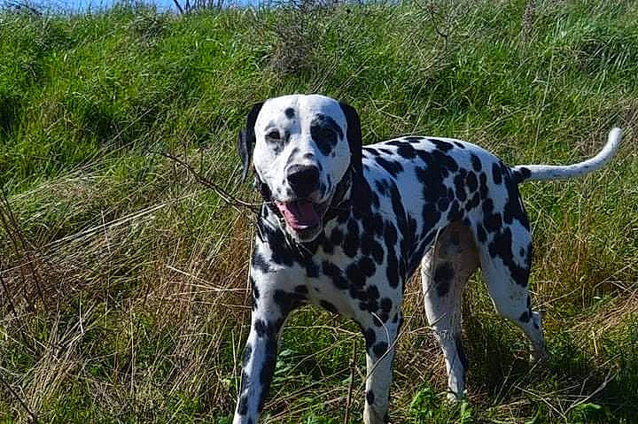 Parkker a rejoint le concours — aidez-le/la à gagner de superbes lots ! canidae, carnivore, catahoula_bulldog, companion_dog, dalmatian, dog, dog_breed, hunting_dog, louisiana_catahoula_leopard_dog, mammal, non_sporting_group, snout, sporting_group, vertebrate