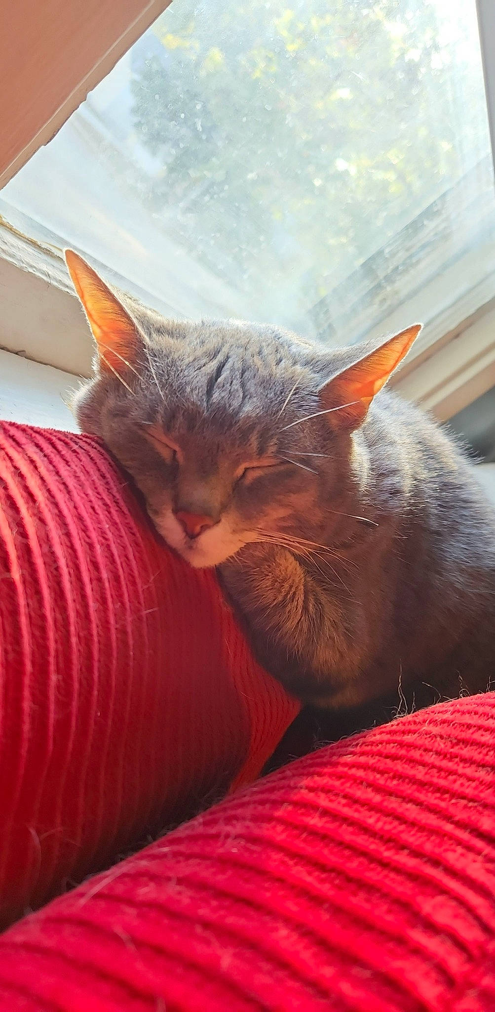 Denzel is registered to the contest to win money with this photo: carnivore, cat, cat_supply, claw, comfort, domestic_short_haired_cat, fawn, felidae, fur, nap, paw, sitting, sleep, small_to_medium_sized_cats, snout, tail, terrestrial_animal, whiskers, wildlife, window