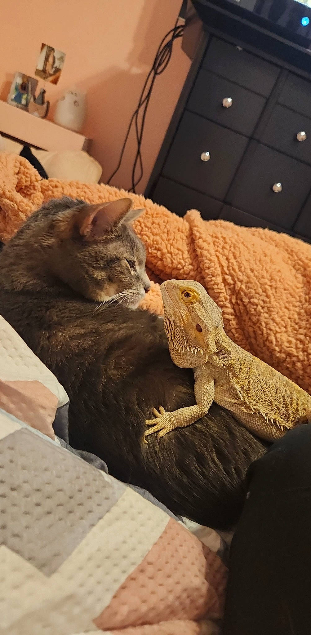 Denzel is registered to the contest to win money with this photo: bedding, carnivore, cat, comfort, domestic_short_haired_cat, fawn, felidae, fur, iguania, linens, lizard, reptile, room, scaled_reptile, small_to_medium_sized_cats, tail, terrestrial_animal, whiskers, window, wood