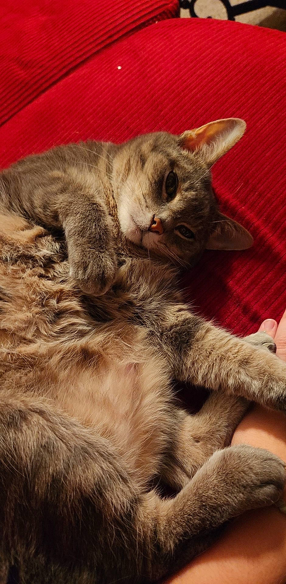 Denzel is registered to the contest to win money with this photo: carnivore, cat, claw, close_up, comfort, domestic_short_haired_cat, ear, fawn, felidae, fur, paw, photo_caption, small_to_medium_sized_cats, snout, tail, terrestrial_animal, whiskers, wildlife