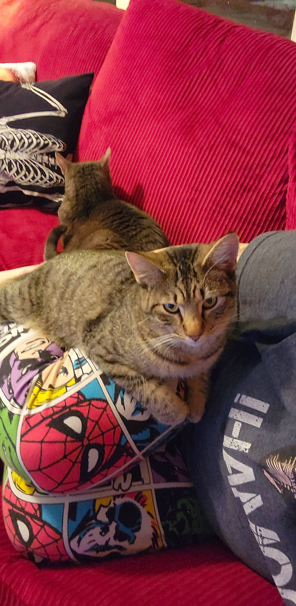 Tupac joined the competition — help win amazing prizes! art, ball, carnivore, cat, comfort, domestic_short_haired_cat, felidae, fur, hat, linens, pattern, paw, small_to_medium_sized_cats, soccer_ball, spider_man, tail, whiskers