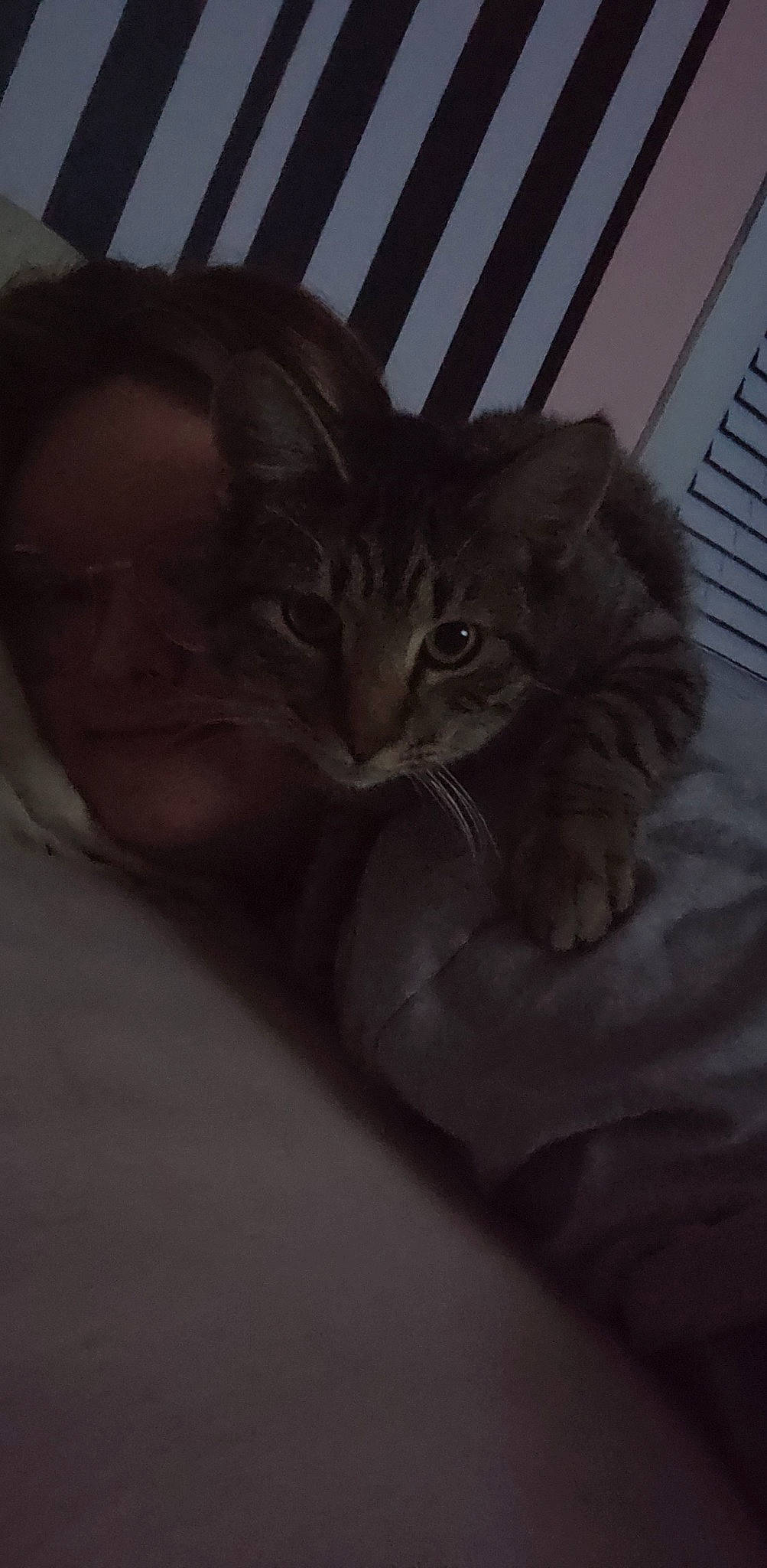 Tupac is registered to the contest to win money with this photo: carnivore, cat, comfort, darkness, domestic_short_haired_cat, ear, felidae, fur, gesture, grey, monochrome, monochrome_photography, night, paw, room, small_to_medium_sized_cats, snout, tail, whiskers, window