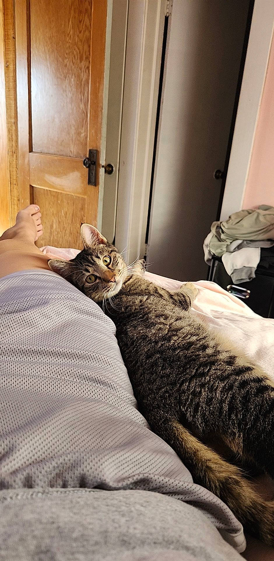 Tupac is registered to the contest to win money with this photo: bed, bed_frame, bedding, carnivore, cat, comfort, door, felidae, floor, flooring, fur, grey, hardwood, house, linens, mattress, small_to_medium_sized_cats, textile, whiskers, wood