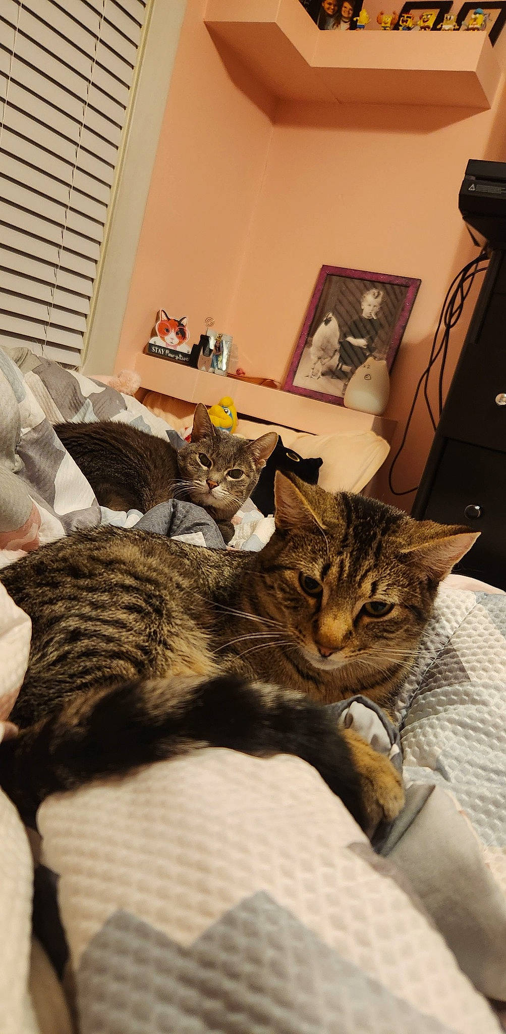 Tupac is registered to the contest to win money with this photo: bed, bedding, carnivore, cat, comfort, domestic_short_haired_cat, felidae, fur, lamp, linens, nap, picture_frame, room, small_to_medium_sized_cats, tail, tree, whiskers, window